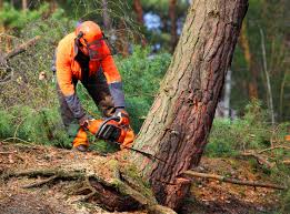 Leaf Removal in Granville, WV