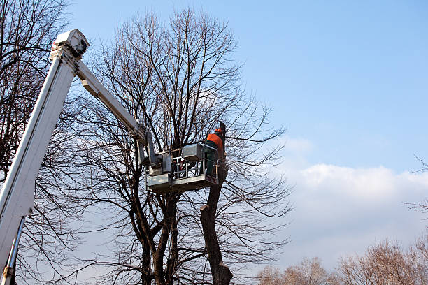 Granville, WV Tree Removal Services Company